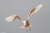 Iceland Gull