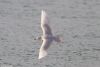 Iceland Gull