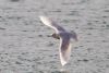 Iceland Gull