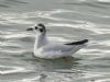 Little Gull