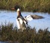 Red-breasted Merganser