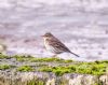 Water Pipit