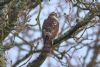 Sparrowhawk