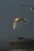 Iceland Gull