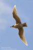 Iceland Gull