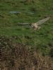 Short-eared Owl