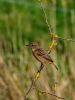 Stonechat