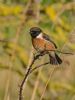 Stonechat