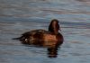 Ferruginous Duck