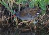 Water Rail