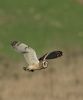 Short-eared Owl