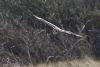 Short-eared Owl