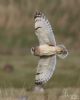 Short-eared Owl