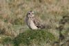 Short-eared Owl