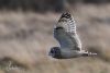 Short-eared Owl