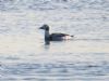 Long-tailed Duck