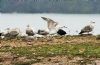 Caspian Gull