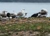 Caspian Gull