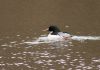 Goosander