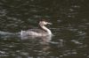 Great Crested Grebe