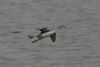 Great Crested Grebe