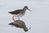 Redshank