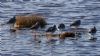 Spotted Redshank