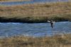 Long-tailed Duck