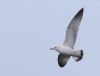 Caspian Gull