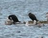 Caspian Gull