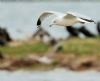 Ring-billed Gull