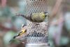 Siskin