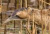 Bittern