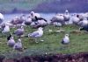 Caspian Gull