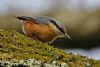 Nuthatch