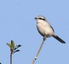 Great Grey Shrike