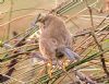 Dartford Warbler