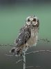 Short-eared Owl