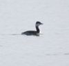 Slavonian Grebe