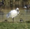 Spoonbill