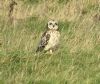 Short-eared Owl