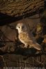 Barn Owl