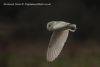 Barn Owl