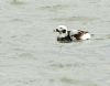 Long-tailed Duck