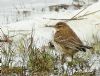 Water Pipit