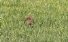 Grey Partridge