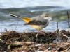 Grey Wagtail