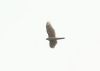 Goshawk