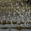 Dunlin