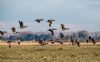 Dark-bellied Brent Goose